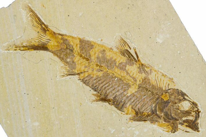 Detailed Fossil Fish (Knightia) - Wyoming #344741